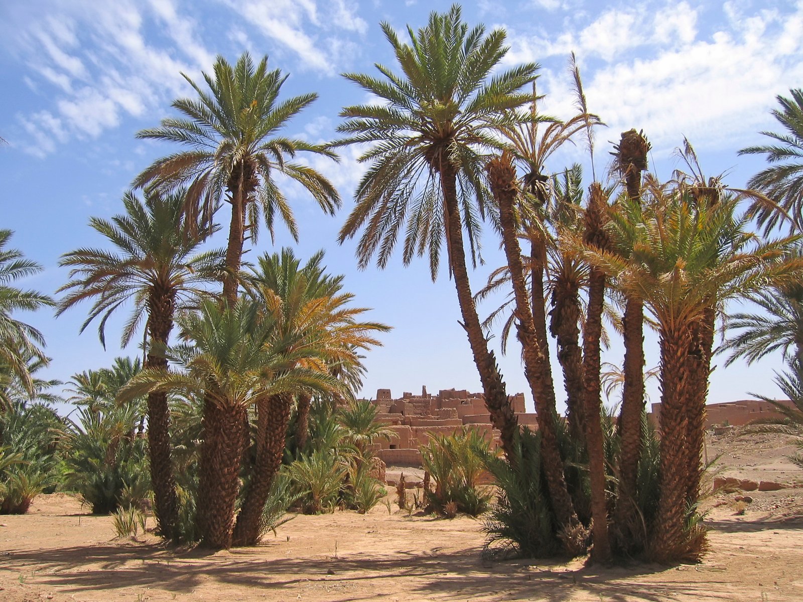 Desert oasis with palm trees - Zagora - Draa valley - Morocco.